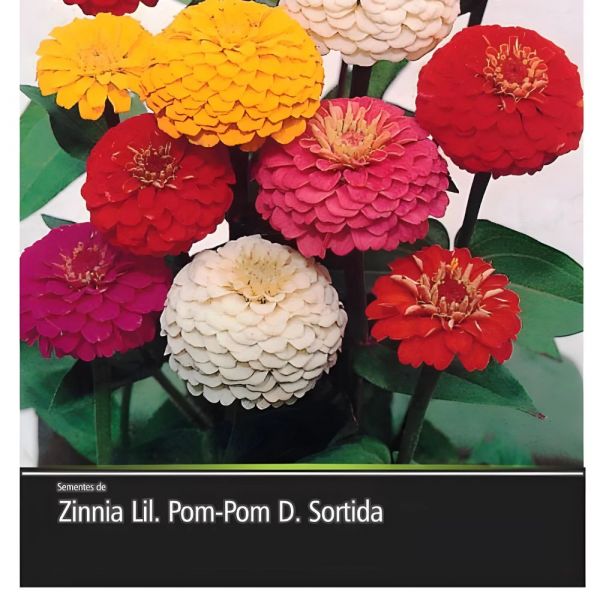 Semente de Flor de Zinnia 290Mg Feltrin